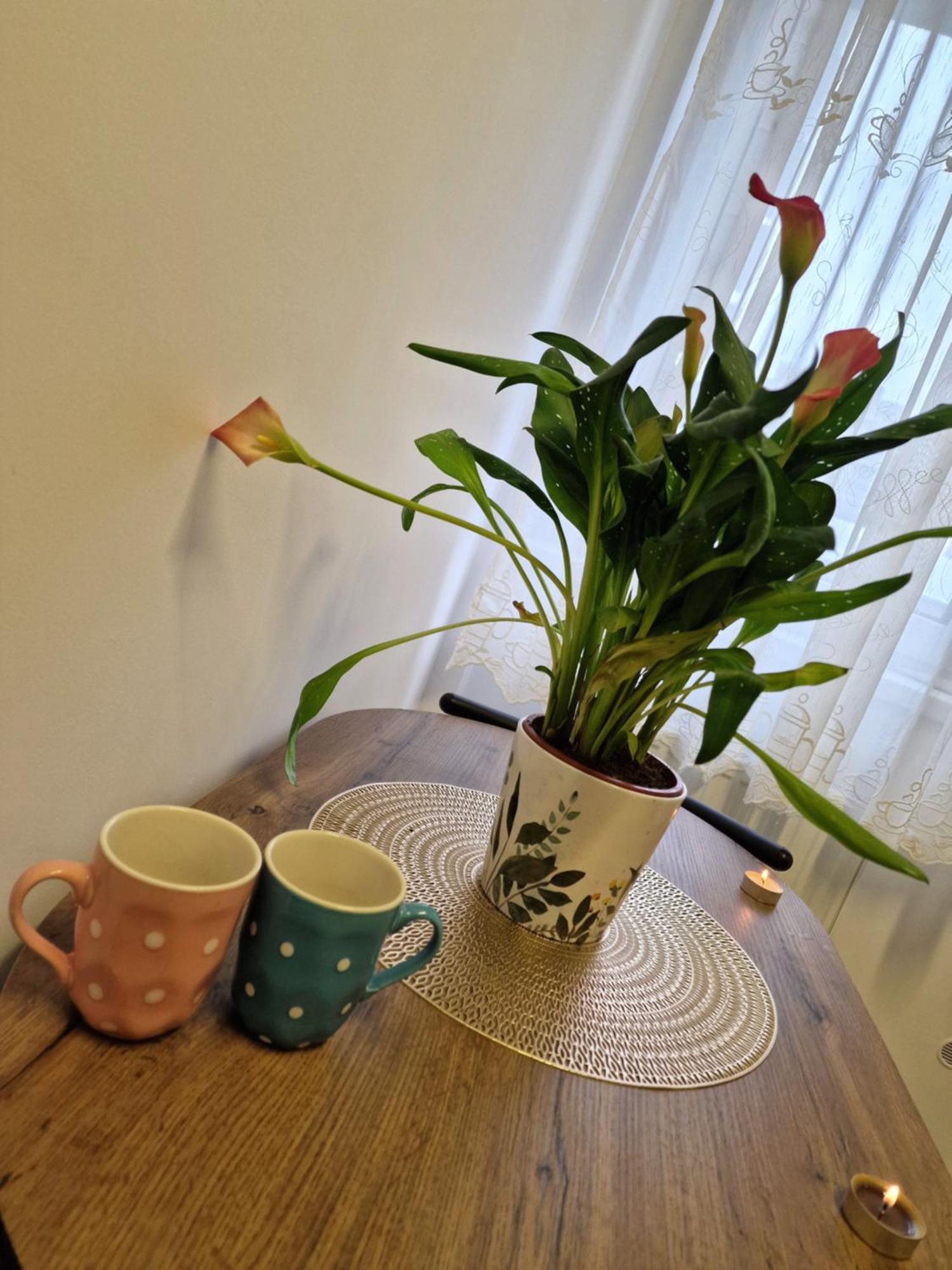Studio&Garden! Rosu Ngoại thất bức ảnh